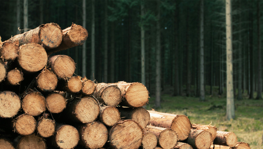 Bitki Atıklarını Elektrikle Temiz Yakıta Dönüştüren Teknoloji