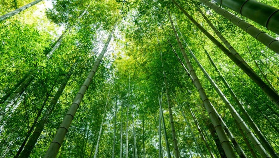 Doğada Elli Günde Çözünen Dayanıklı Bambu Plastik Geliştirildi