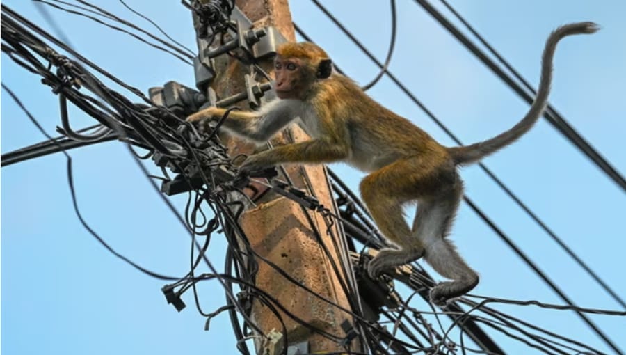 Sri Lanka’da Ülke Çapındaki Elektrik Kesintisinin Sebebi Bir Maymun Olarak Açıklandı