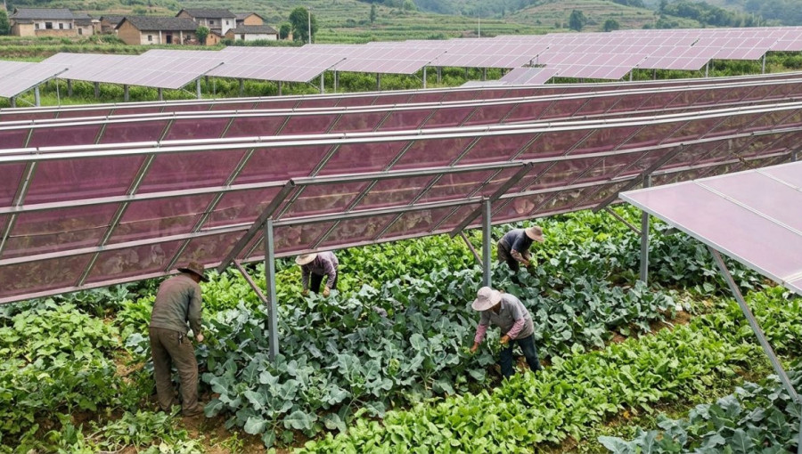 İsveçli Araştırmacılar Güneş Panelleri Altında Brokoli Yetiştirdi