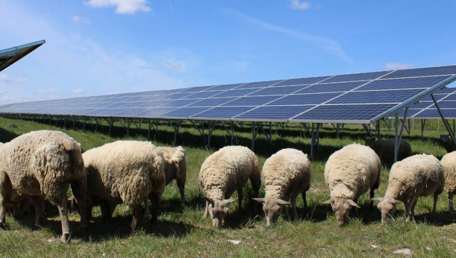 Tarlada İkili Üretim Çiftçiye Binlerce Euro Kazandırıyor